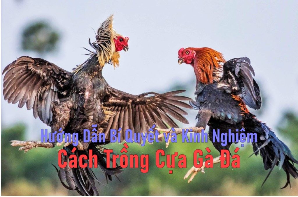 Hướng Dẫn Bí Quyết và Kinh Nghiệm Cách Trồng Cựa Gà Đá